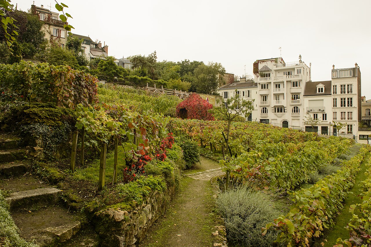 The Clos Montmartre vineyard in October