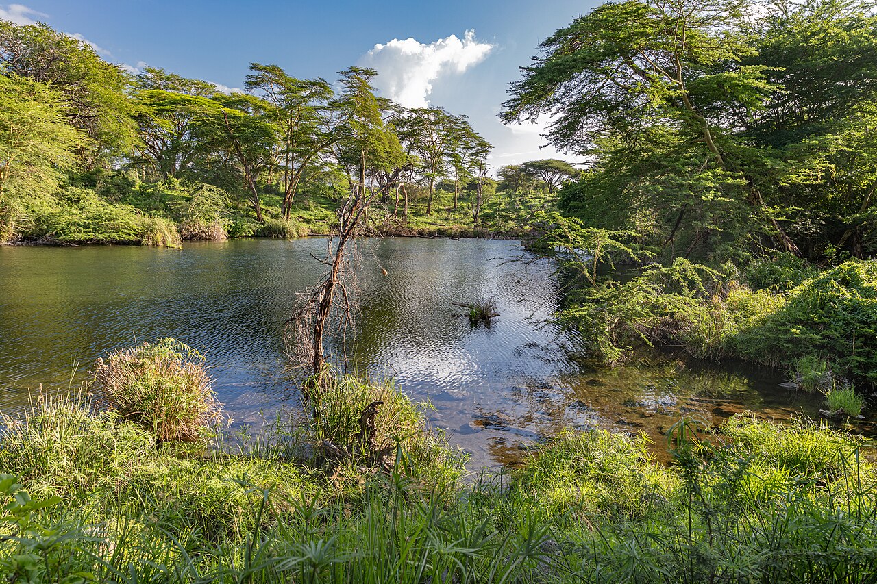 Parc national de Tsavo Ouest : Mzima Springs, rhinocéros et paysages volcaniques