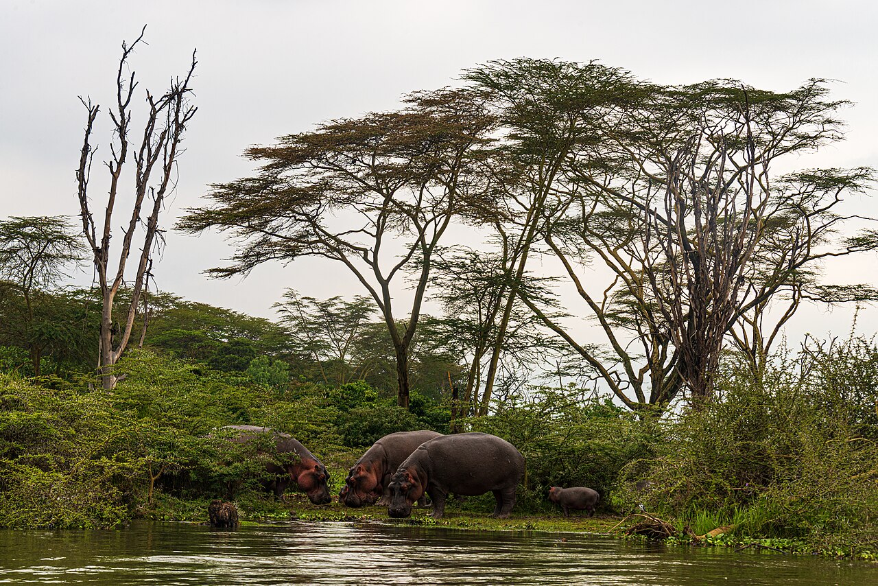Lac Naivasha : balade en bateau, hippopotames et Crescent Island