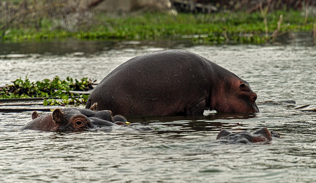 Lac Naivasha : balade en bateau, hippopotames et Crescent Island