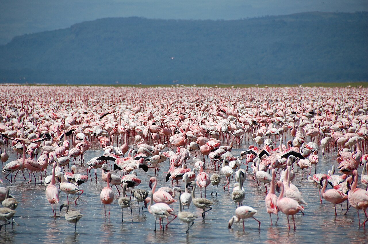 Parc national du lac Nakuru : flamants roses et rhinocéros blancs