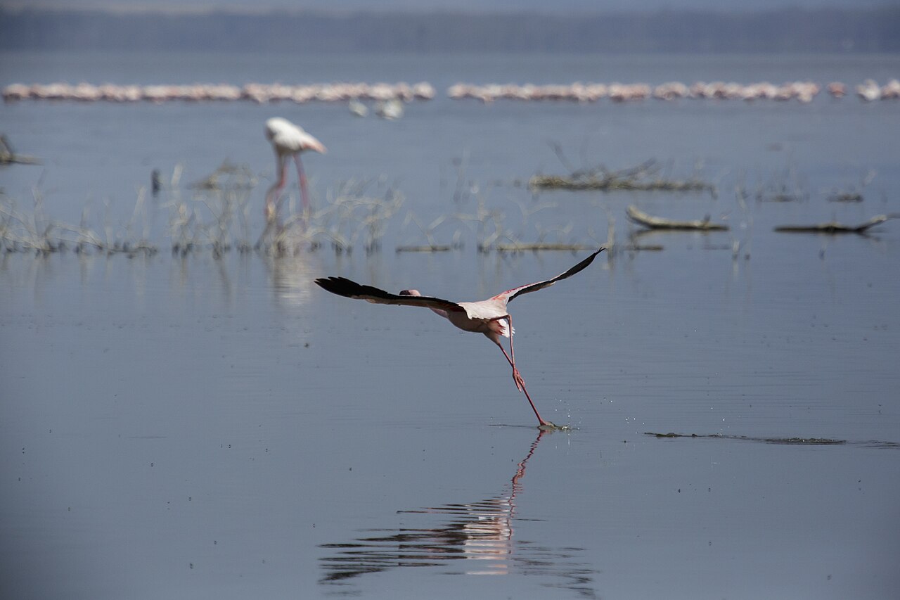 Le petit flamant