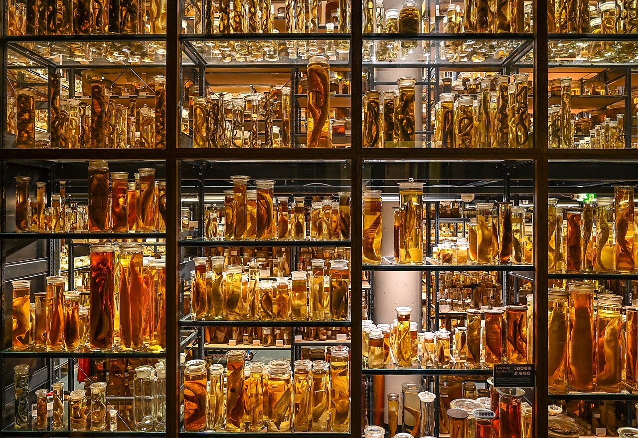 Musée d'histoire naturelle de Berlin (Museum für Naturkunde) : dinosaures, billets et horaires