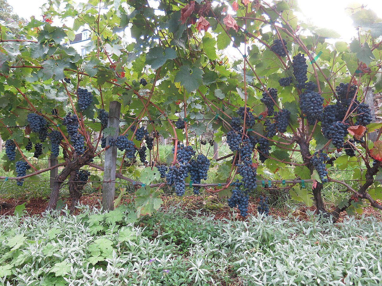 Bunches of ripe grapes in the Clos Montmartre vineyard