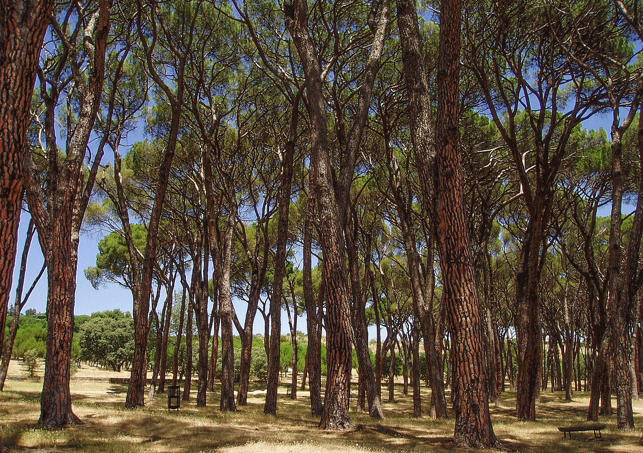 Casa de Campo : téléphérique, lac et grand parc de Madrid