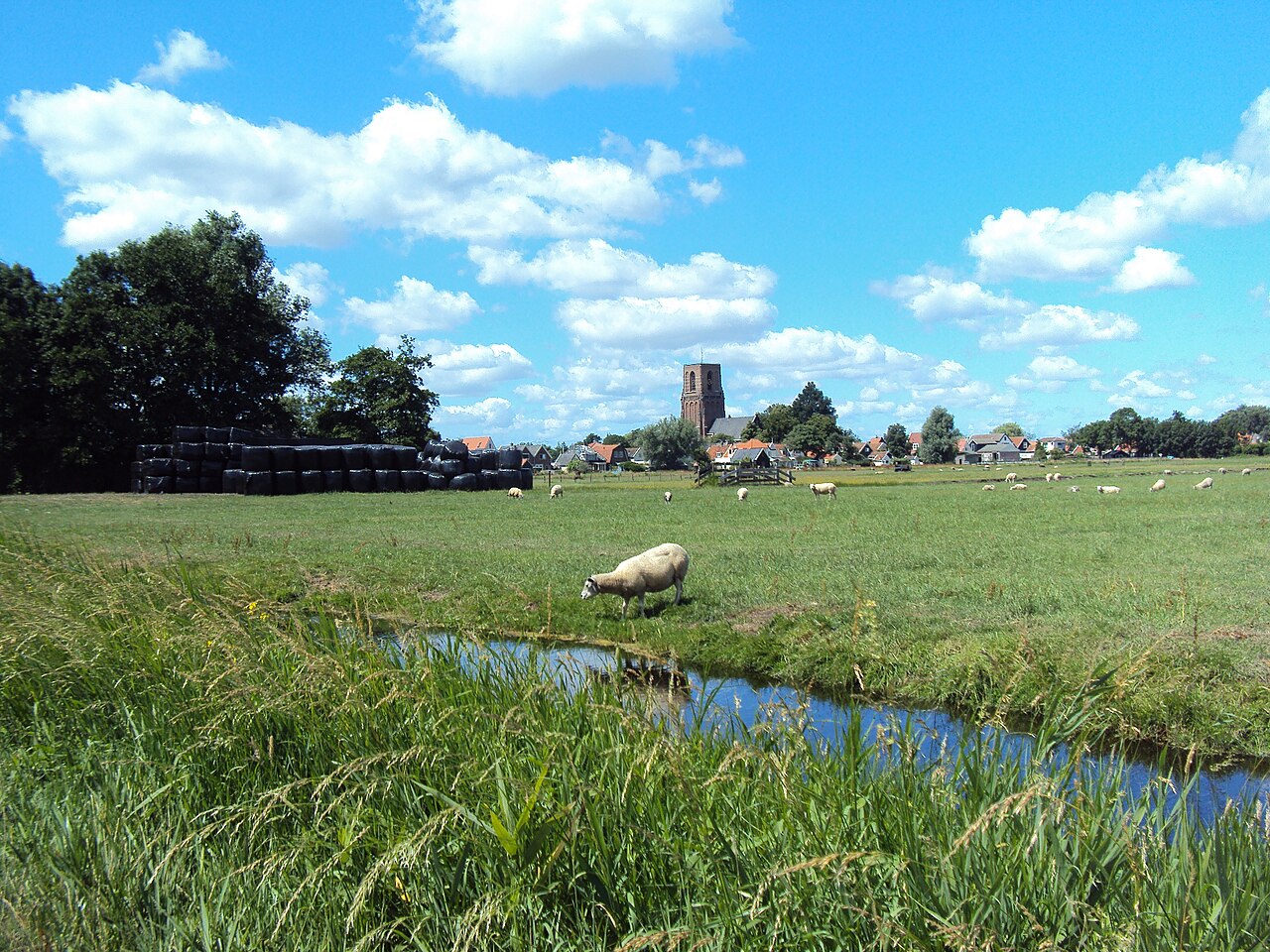 Prairies, moutons et tour de l'église de Ransdorp