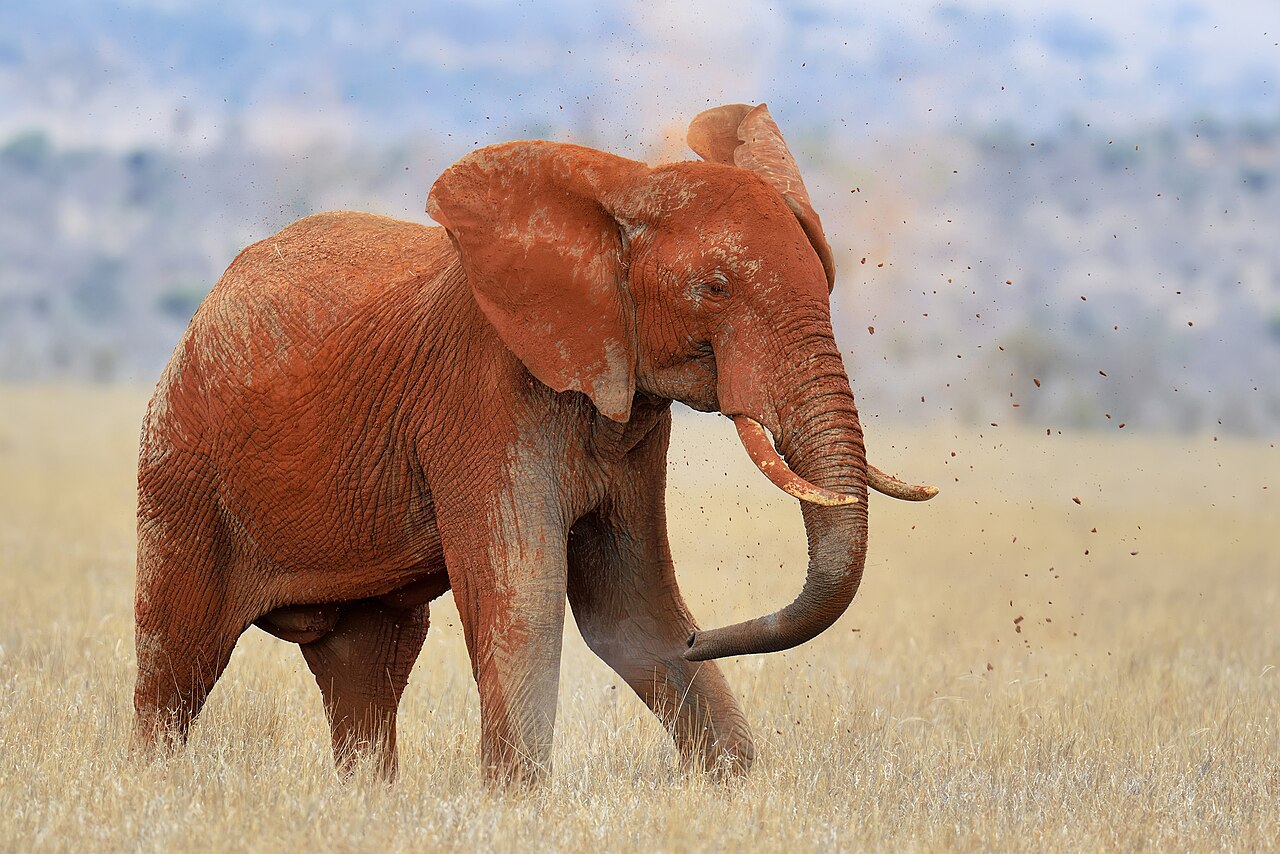 Parc national de Tsavo Est : éléphants rouges, Lugard Falls et tarif
