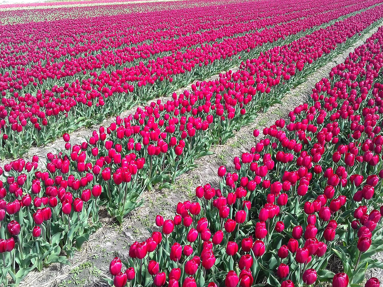 Champs de tulipes rouges dans la région des bulbes, près de Hillegom