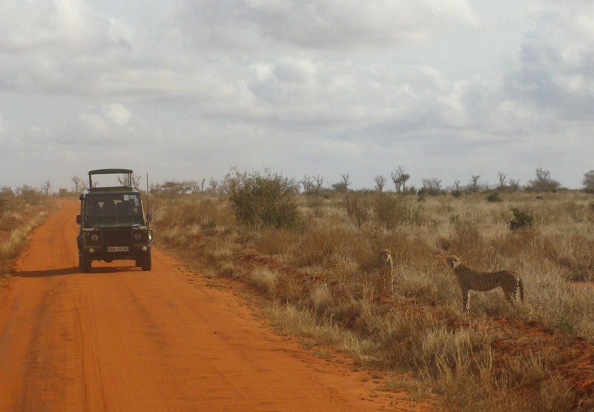 Un guépard dans le parc de Tsavo