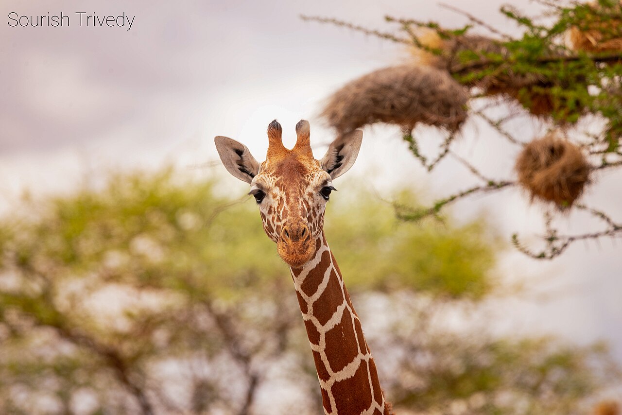 Réserve nationale de Samburu : girafes réticulées, zèbres de Grévy et tarif