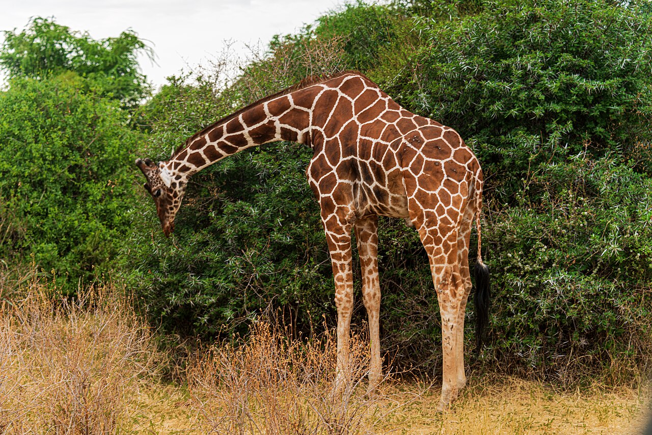 Réserve nationale de Samburu : girafes réticulées, zèbres de Grévy et tarif
