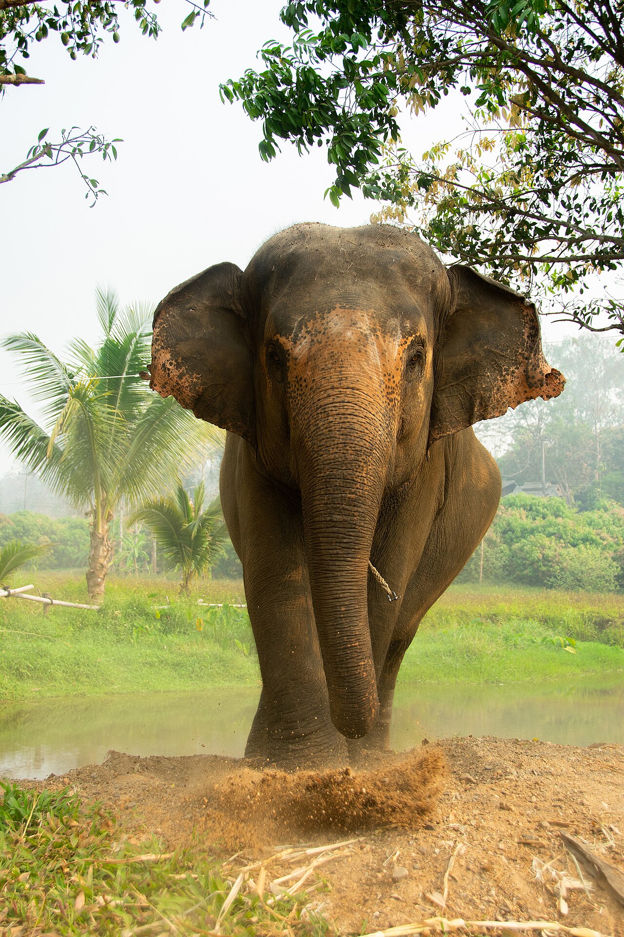 Sanctuaire d'éléphants éthique à Phuket : lequel choisir