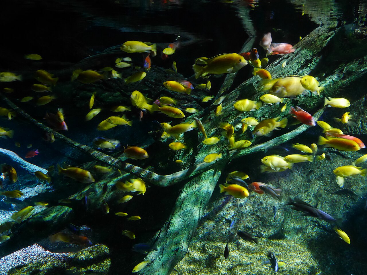 SEA LIFE Bangkok Ocean World: the Siam Paragon aquarium, tickets, hours and tips