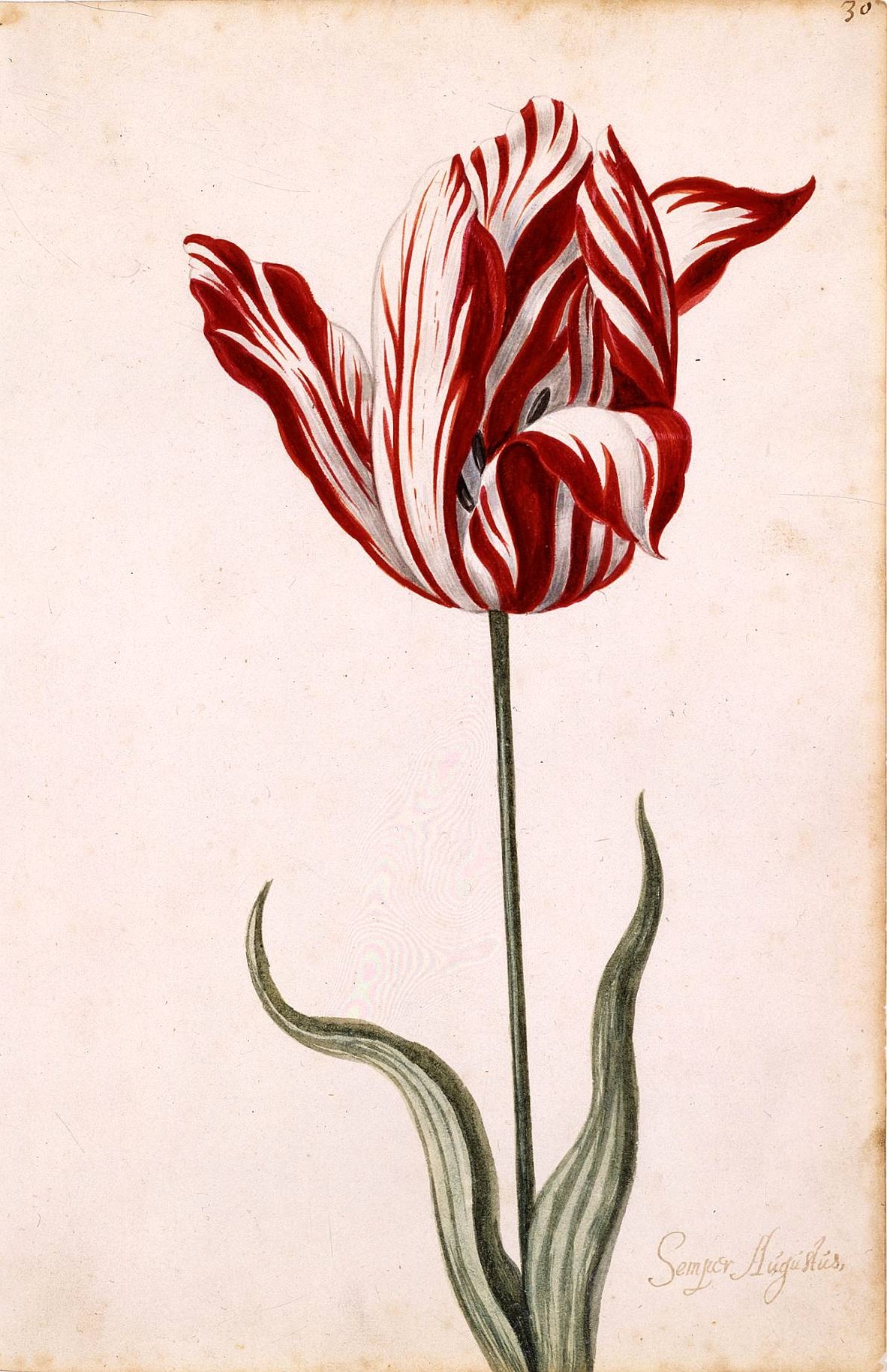 Tulip mania
