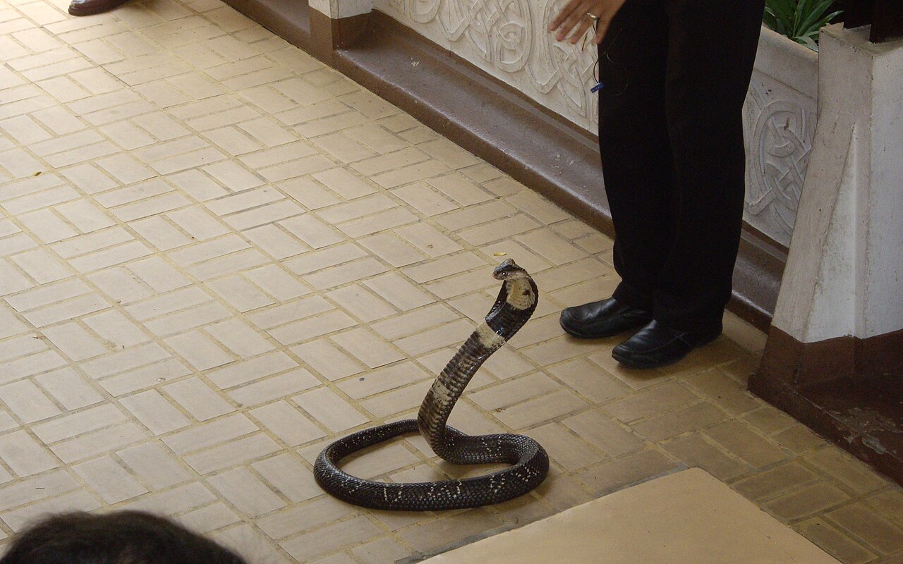 Bangkok Snake Farm: the venom show at the Thai Red Cross