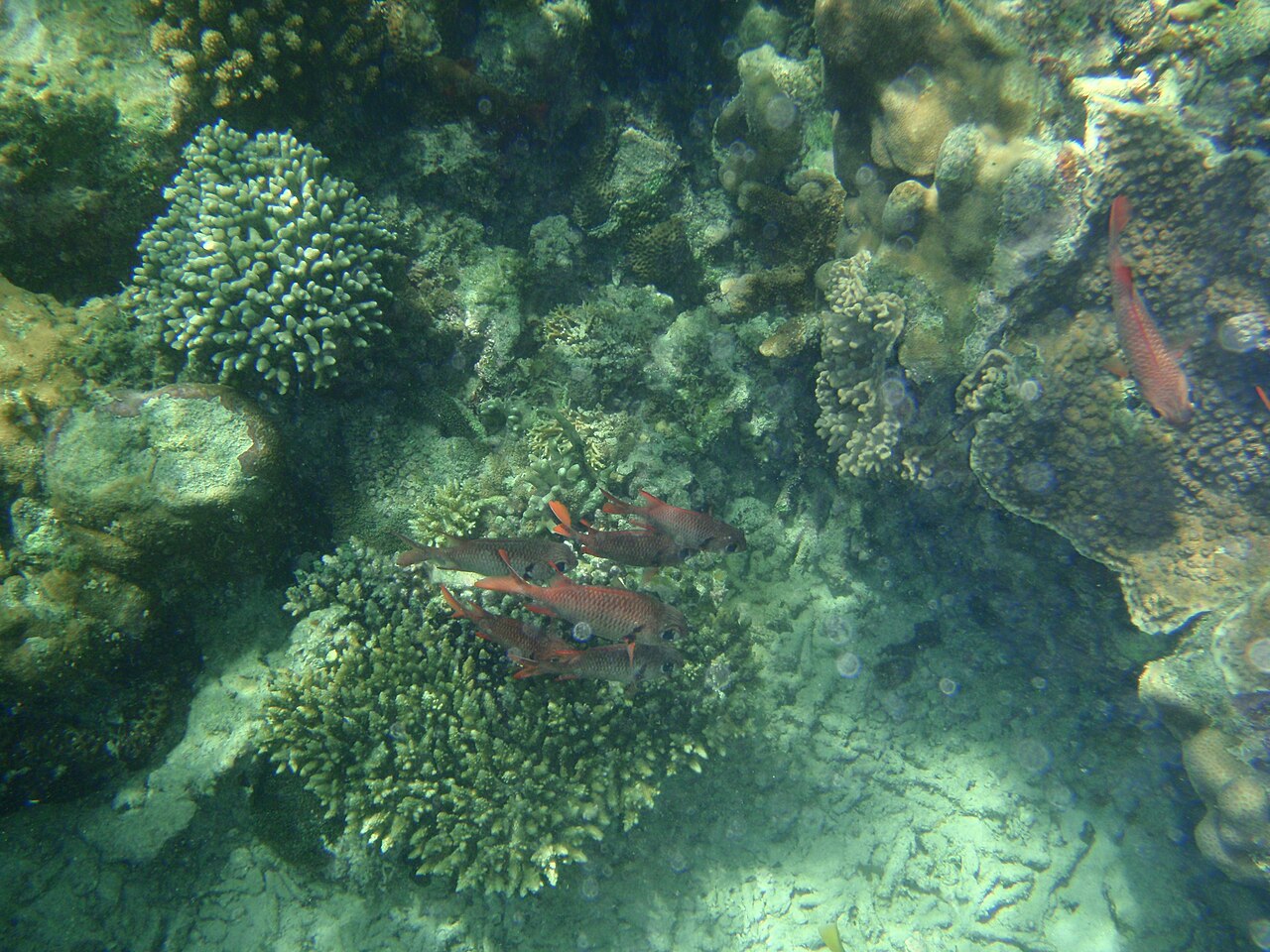 Parc marin de Kisite-Mpunguti : dauphins et snorkeling depuis Wasini