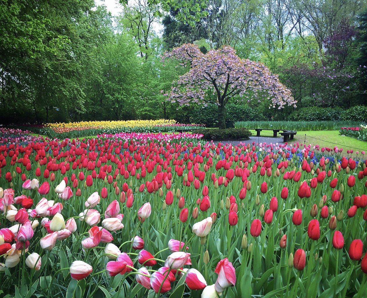 Keukenhof 2027 : dates, billets et comment y aller depuis Amsterdam