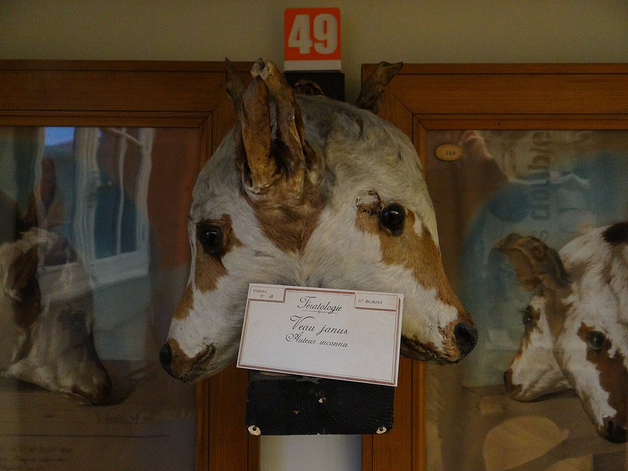 Tératologie et pathologie