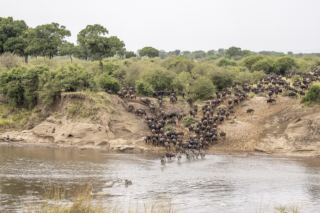 Meilleure période pour un safari au Kenya : saisons, migration et météo mois par mois