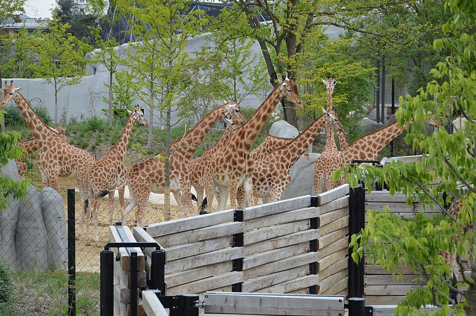 Les girafes de la biozone Sahel-Soudan