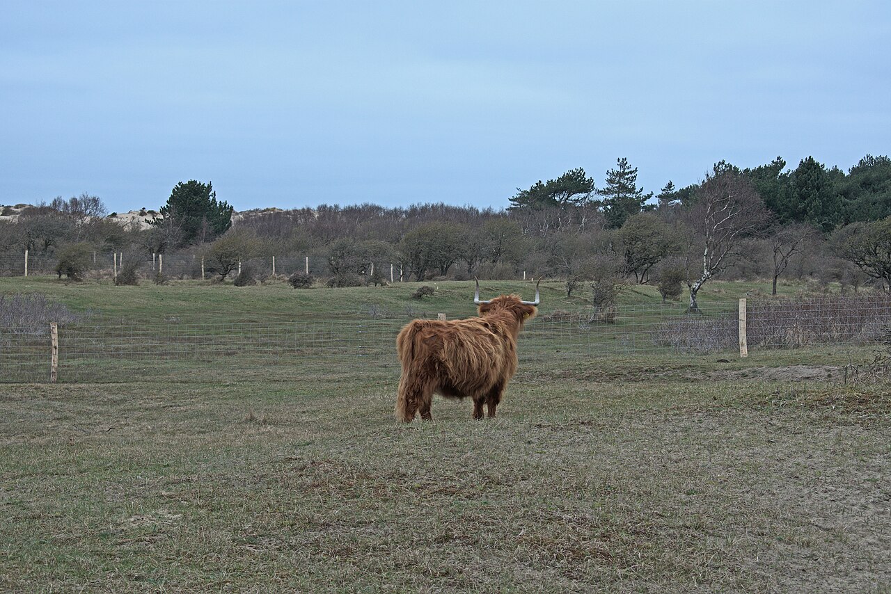 A Highland cow in the Kennemerduinen dunes